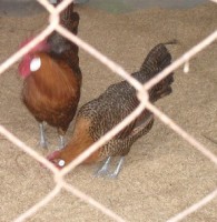 /album/galeria-de-fotos/campine-dourado-casal-jpg/